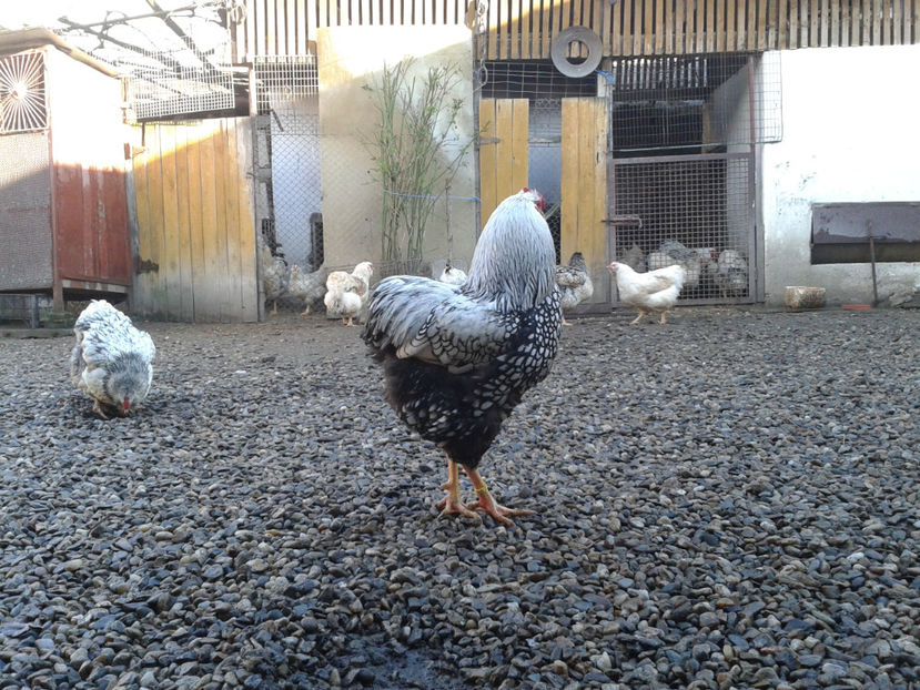  - 1 - MATCĂ I 2024 -