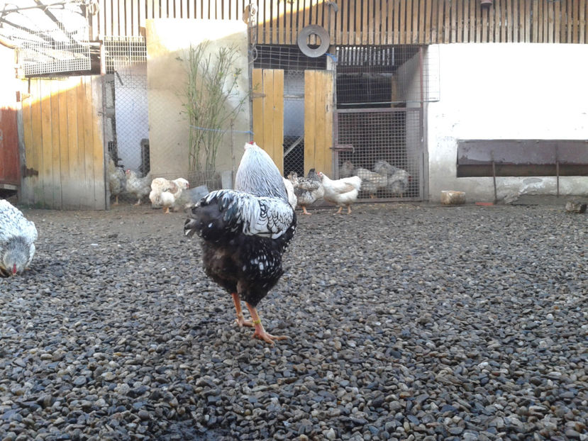  - 1 - MATCĂ I 2024 -