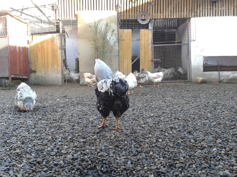  - 1 - MATCĂ I 2024 -