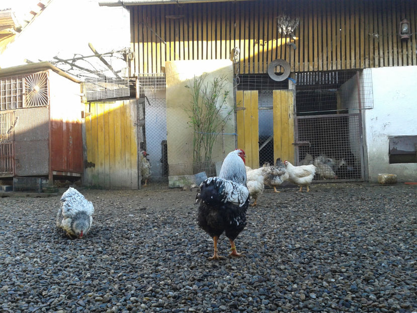  - 1 - MATCĂ I 2024 -