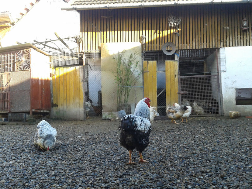  - 1 - MATCĂ I 2024 -