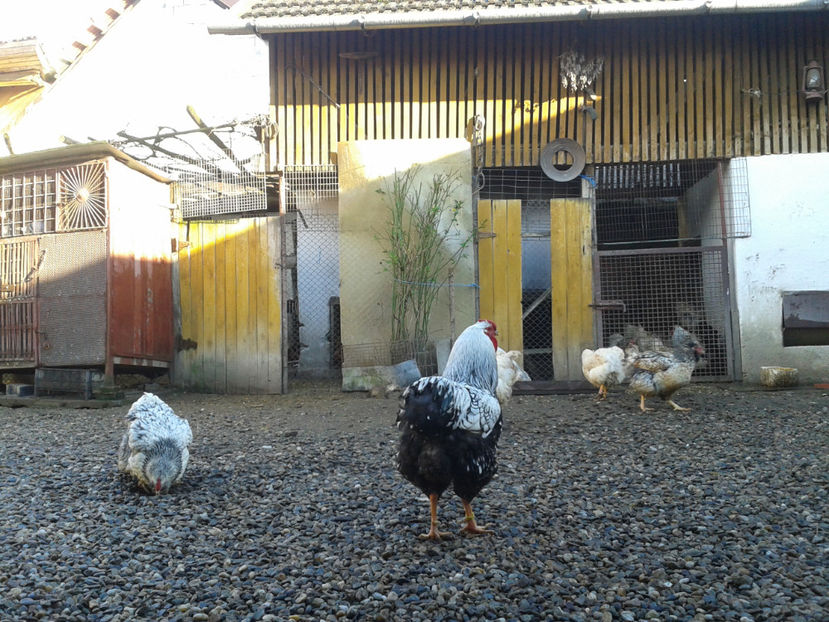  - 1 - MATCĂ I 2024 -