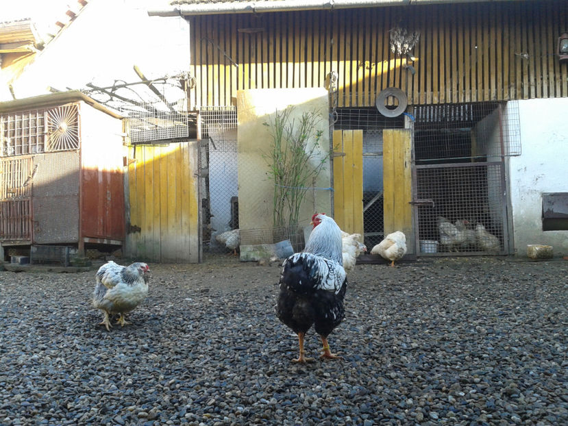  - 1 - MATCĂ I 2024 -