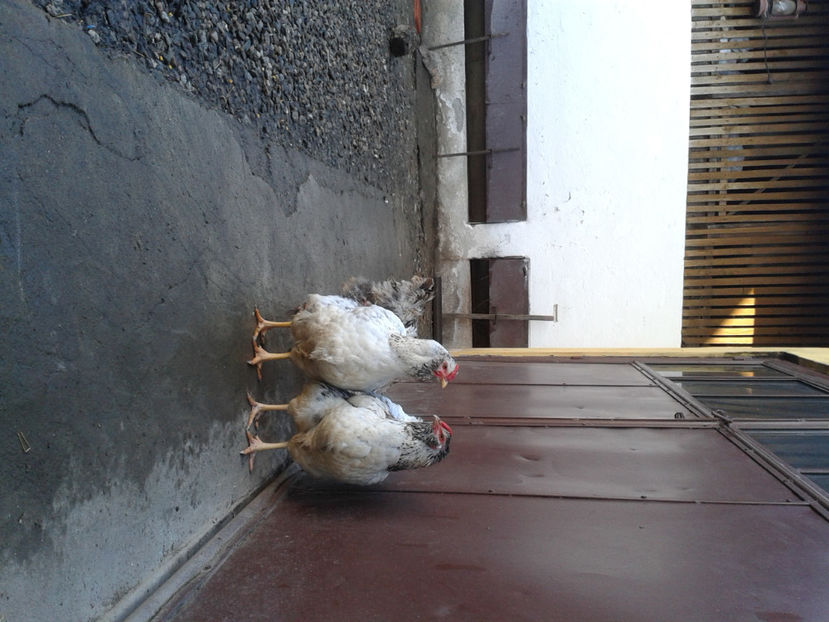  - 1 - MATCĂ I 2024 -