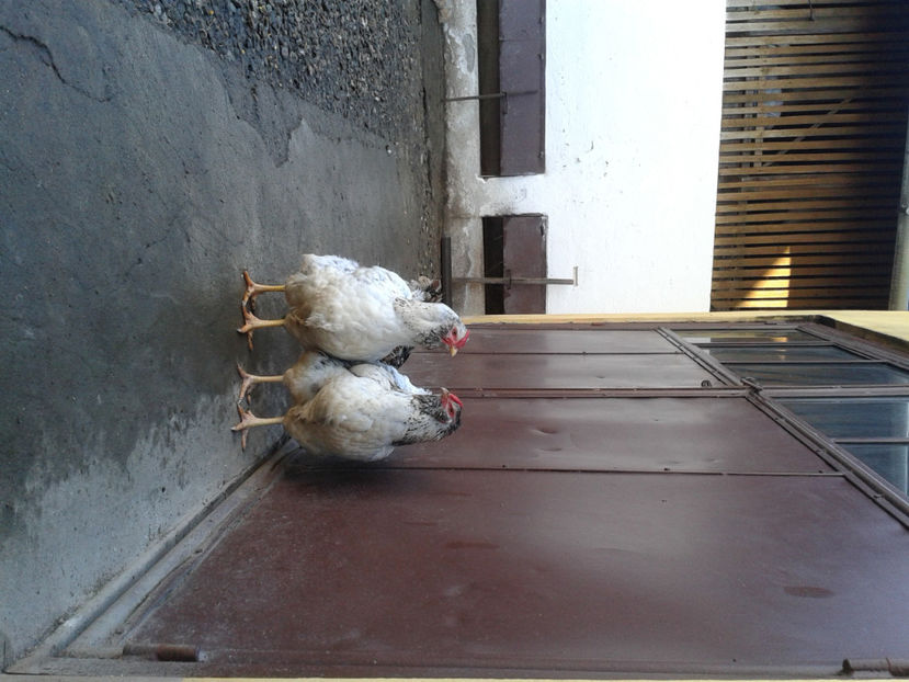  - 1 - MATCĂ I 2024 -