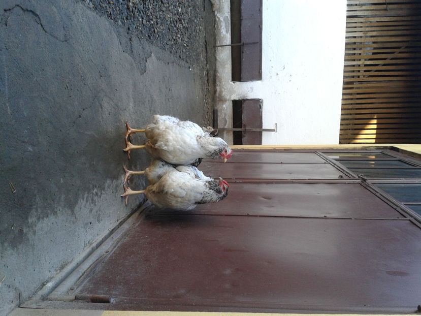  - 1 - MATCĂ I 2024 -