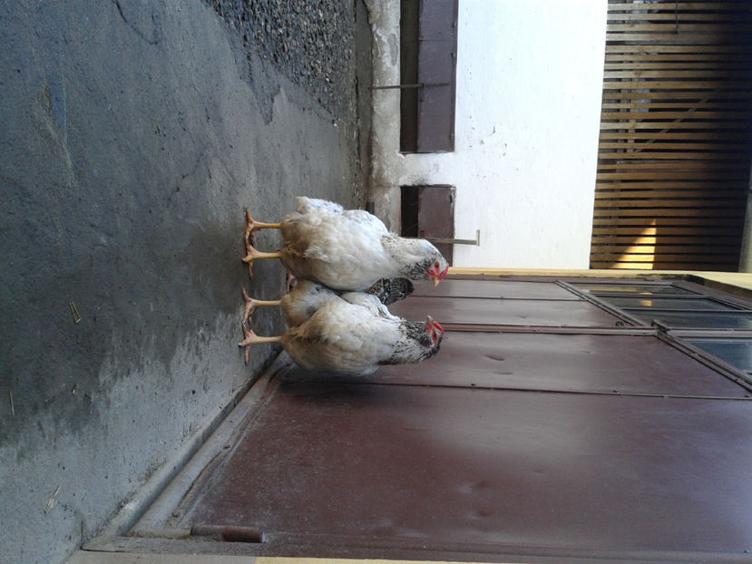  - 1 - MATCĂ I 2024 -