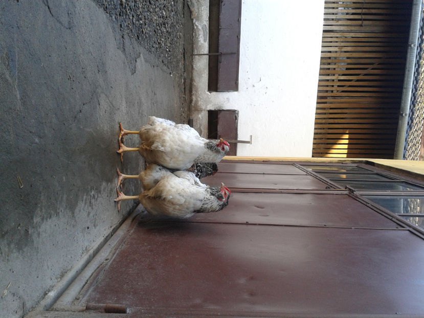  - 1 - MATCĂ I 2024 -