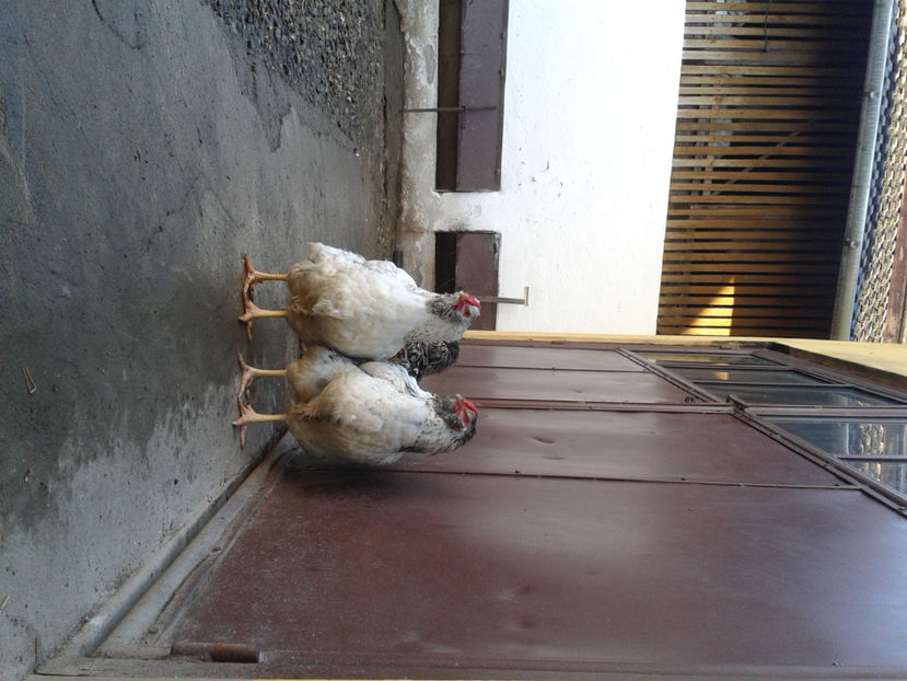  - 1 - MATCĂ I 2024 -