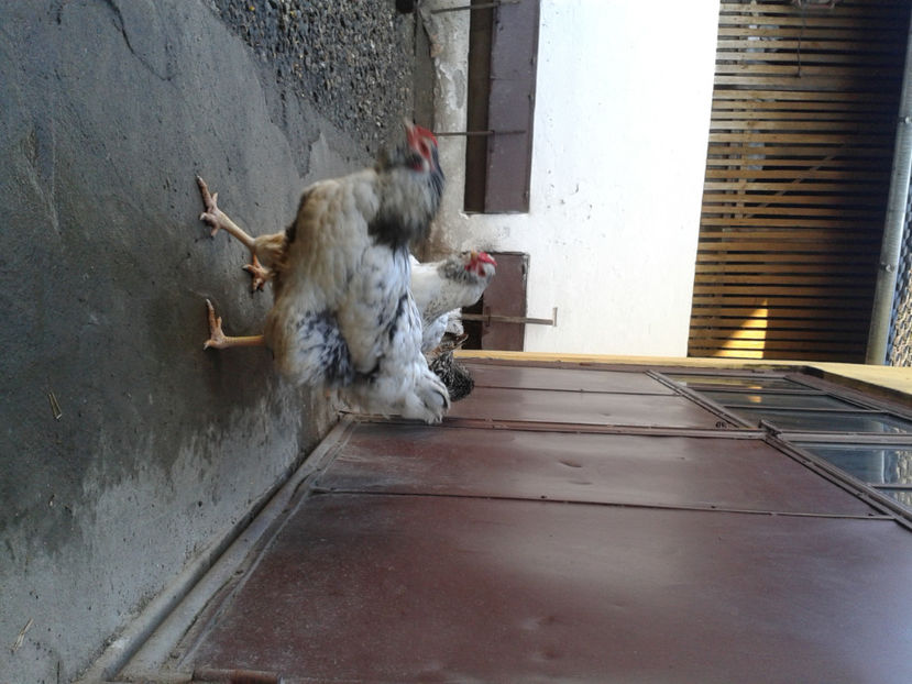  - 1 - MATCĂ I 2024 -