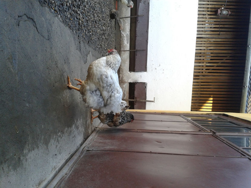 ‎luni, ‎25 ‎martie ‎2024, ‏‎16:56:40 - 1 - MATCĂ I 2024 -