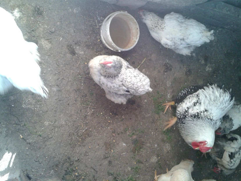 MATCĂ 1/ 2024 - 1 - MATCĂ I 2024 -