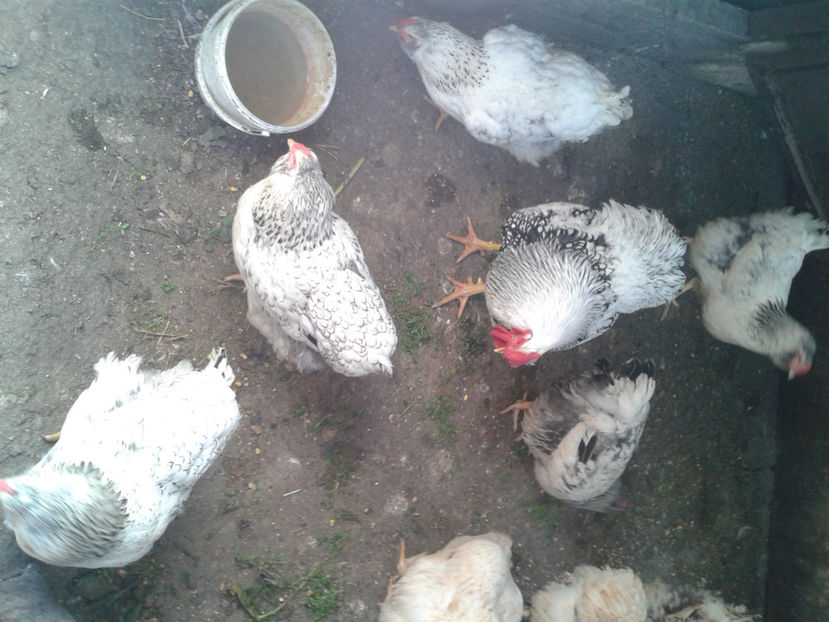 MATCĂ 1/ 2024 - 1 - MATCĂ I 2024 -