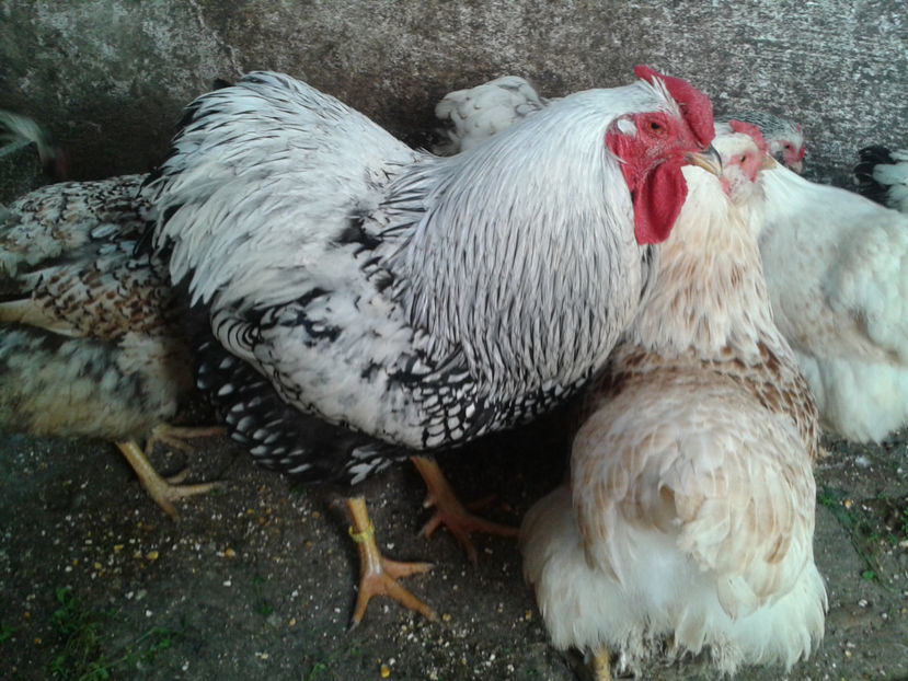 MATCĂ 1/ 2024 - 1 - MATCĂ I 2024 -