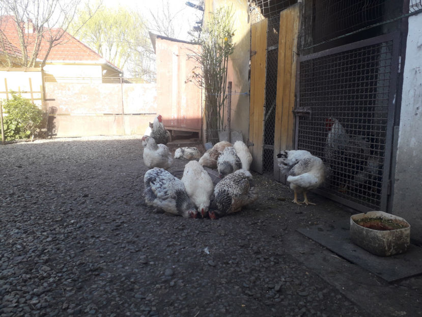 MATCĂ 1/ 2024 - 1 - MATCĂ I 2024 -