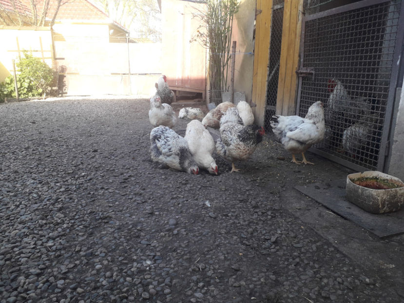  - 1 - MATCĂ I 2024 -