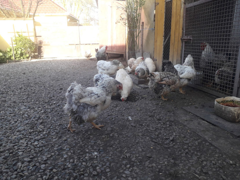  - 1 - MATCĂ I 2024 -