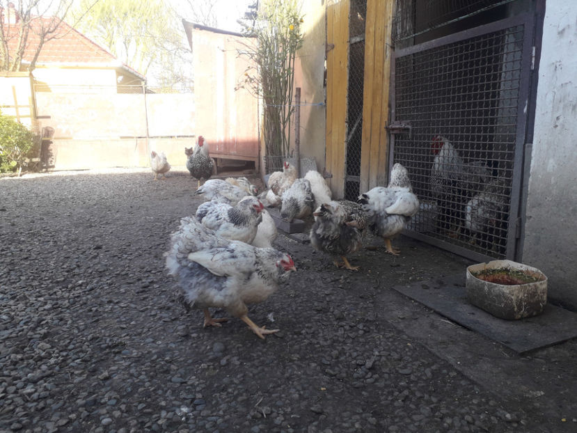  - 1 - MATCĂ I 2024 -