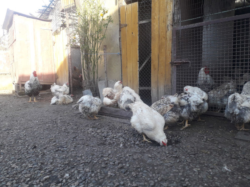  - 1 - MATCĂ I 2024 -