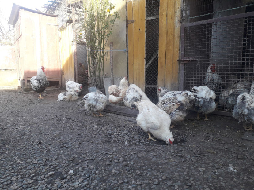  - 1 - MATCĂ I 2024 -