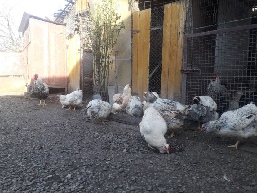  - 1 - MATCĂ I 2024 -