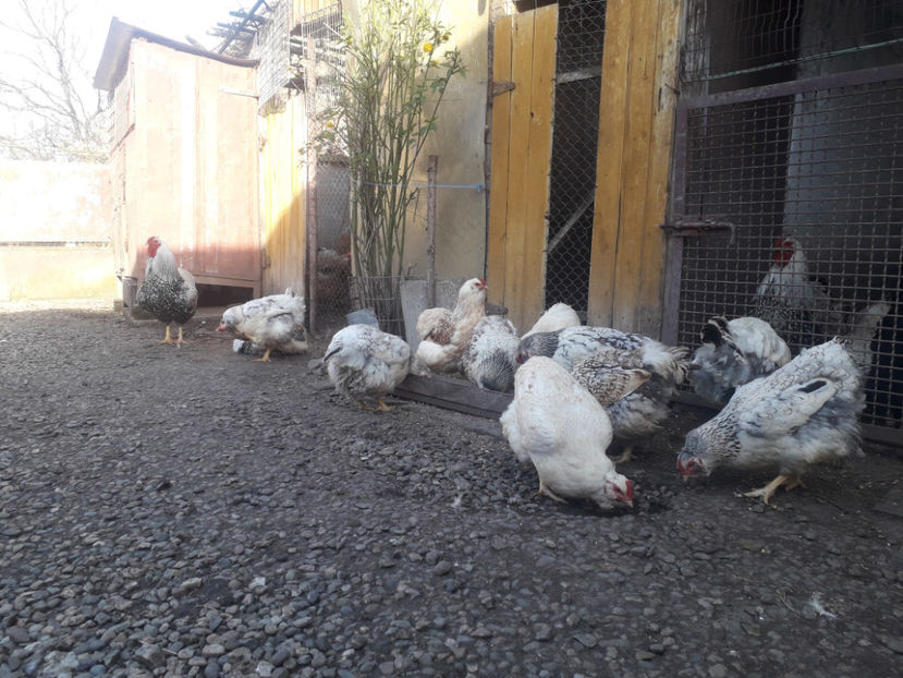  - 1 - MATCĂ I 2024 -