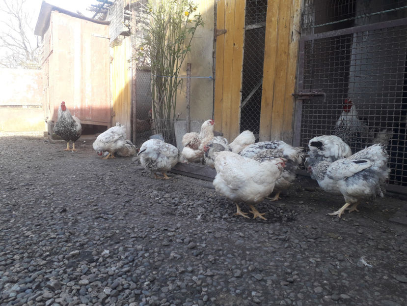  - 1 - MATCĂ I 2024 -