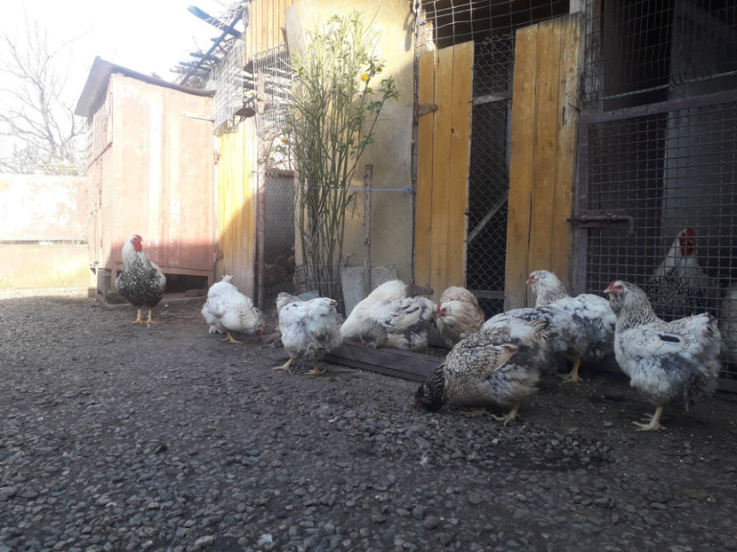  - 1 - MATCĂ I 2024 -