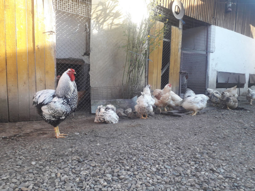  - 1 - MATCĂ I 2024 -