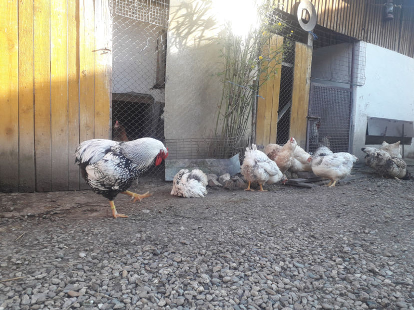  - 1 - MATCĂ I 2024 -