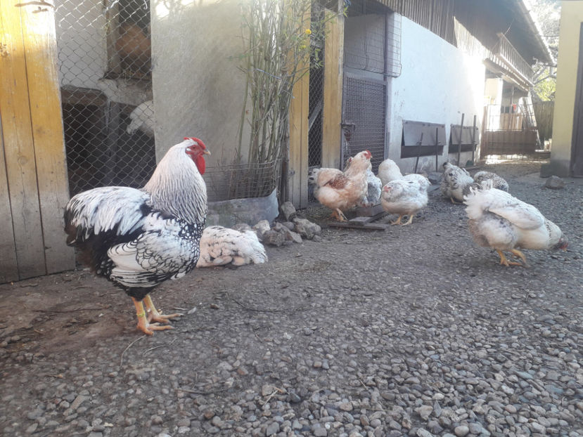  - 1 - MATCĂ I 2024 -