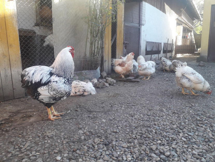  - 1 - MATCĂ I 2024 -