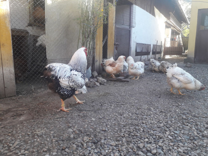  - 1 - MATCĂ I 2024 -