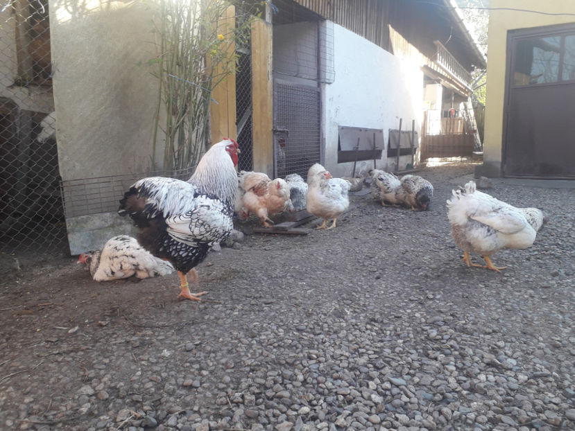  - 1 - MATCĂ I 2024 -