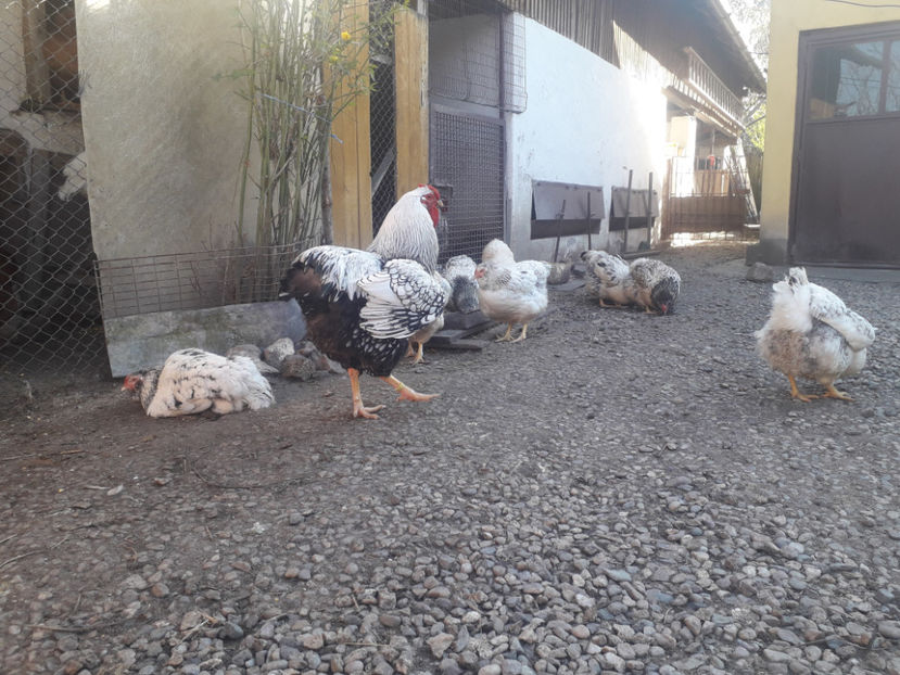  - 1 - MATCĂ I 2024 -