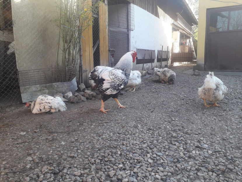  - 1 - MATCĂ I 2024 -