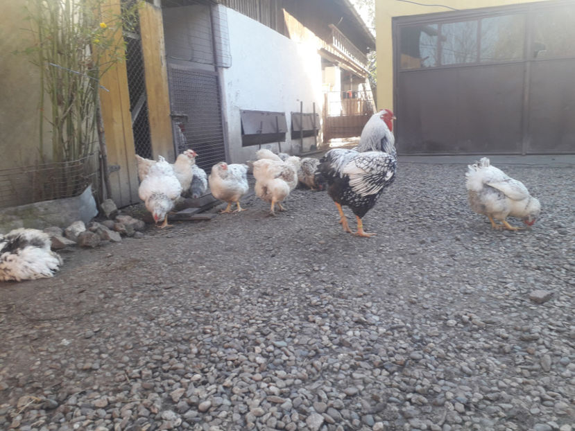  - 1 - MATCĂ I 2024 -