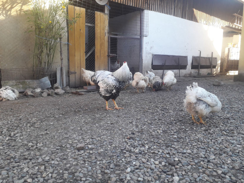  - 1 - MATCĂ I 2024 -