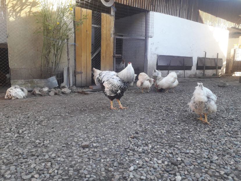  - 1 - MATCĂ I 2024 -