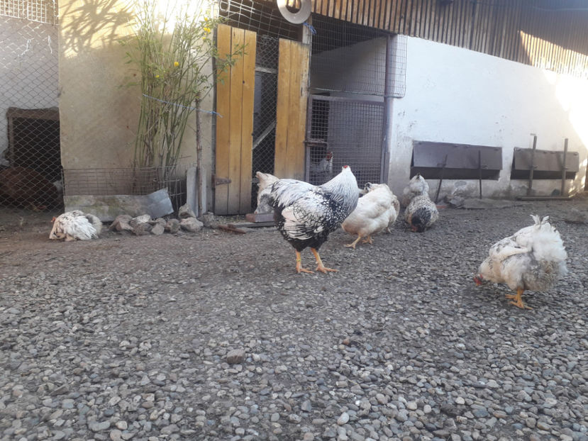  - 1 - MATCĂ I 2024 -