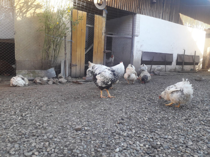  - 1 - MATCĂ I 2024 -