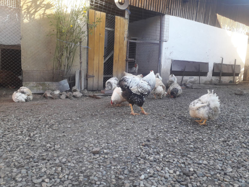  - 1 - MATCĂ I 2024 -