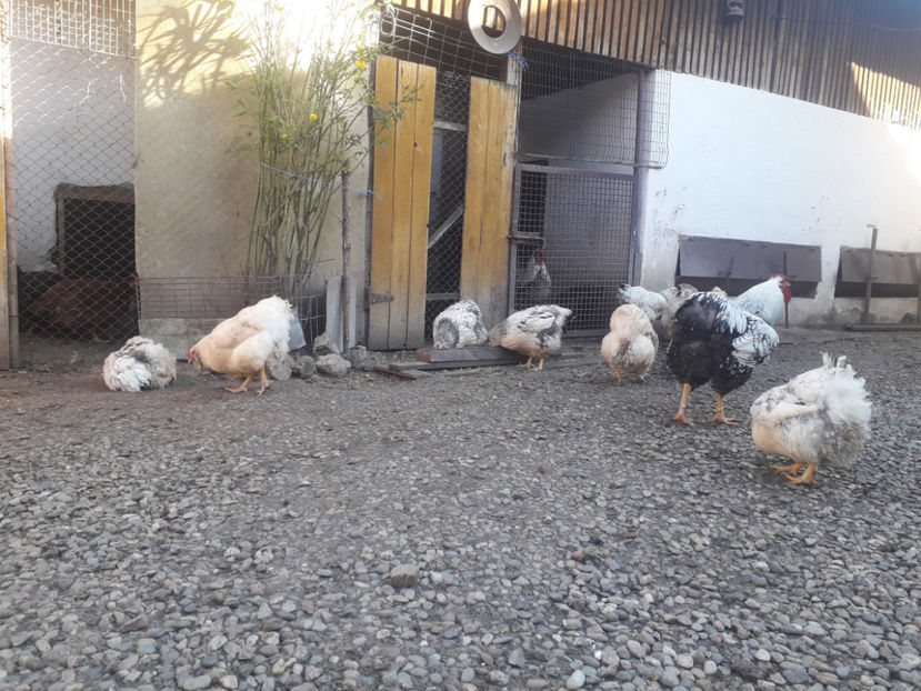  - 1 - MATCĂ I 2024 -