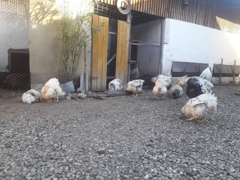  - 1 - MATCĂ I 2024 -