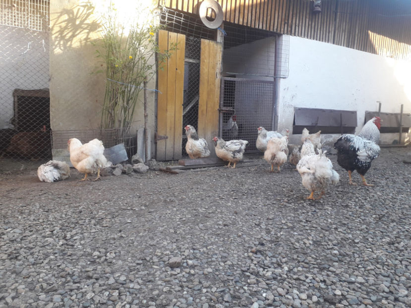  - 1 - MATCĂ I 2024 -