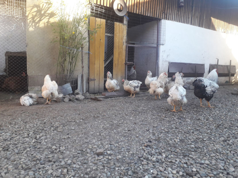  - 1 - MATCĂ I 2024 -