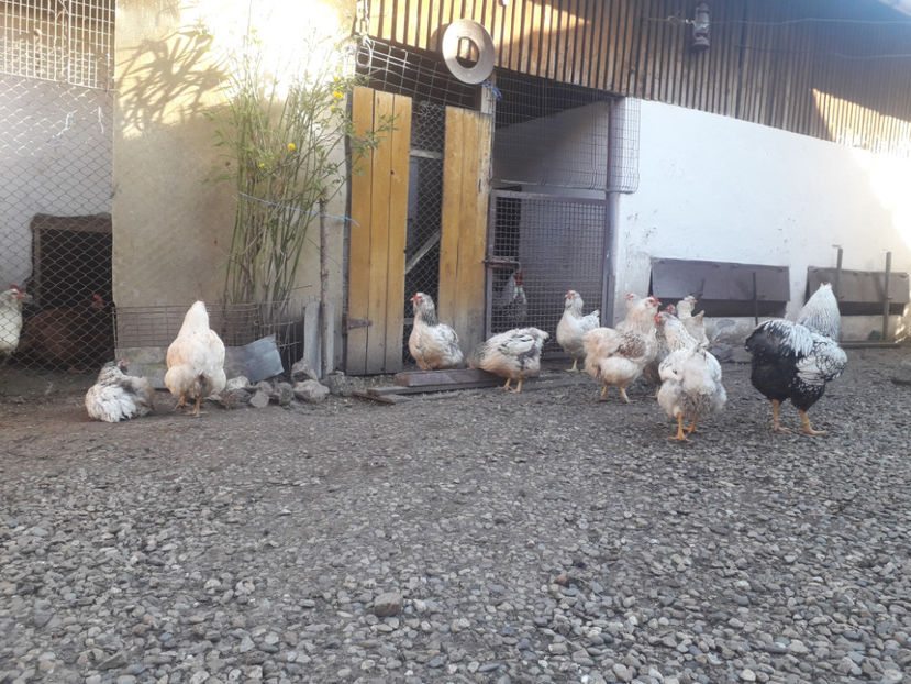  - 1 - MATCĂ I 2024 -