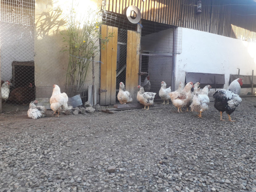  - 1 - MATCĂ I 2024 -