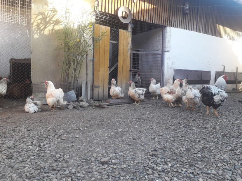  - 1 - MATCĂ I 2024 -