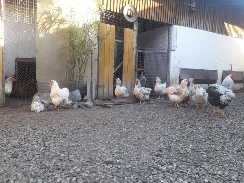  - 1 - MATCĂ I 2024 -